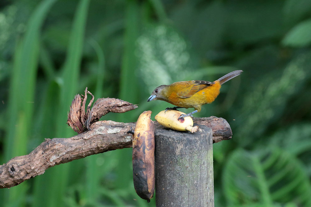 Female Passerini 's Tanager